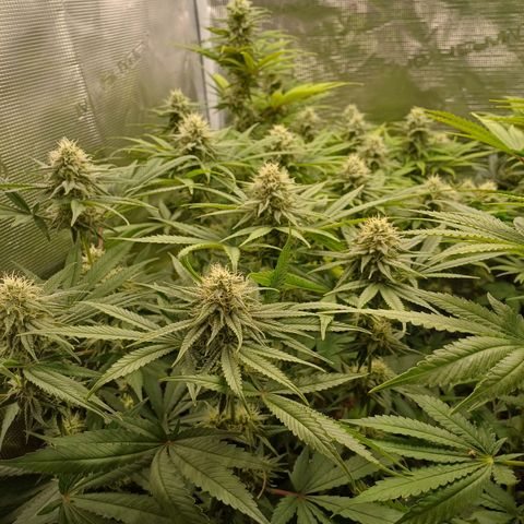 Wappa growlog timeline photo
