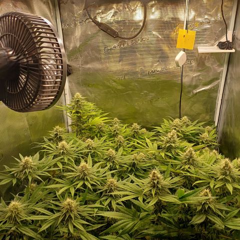 Wappa growlog timeline photo