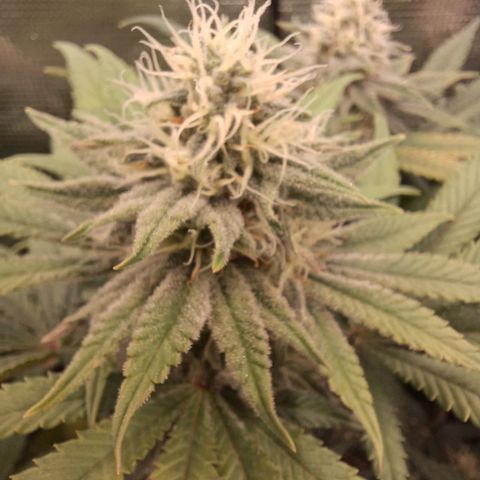 Wappa growlog timeline photo