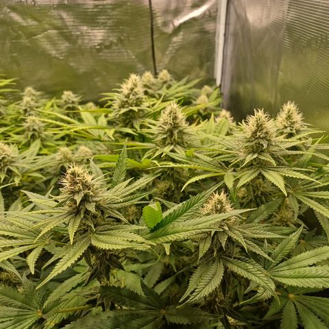Wappa growlog timeline photo