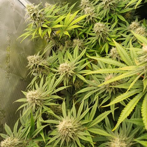 Wappa growlog timeline photo