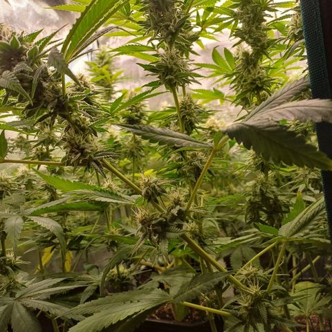 Wappa growlog timeline photo