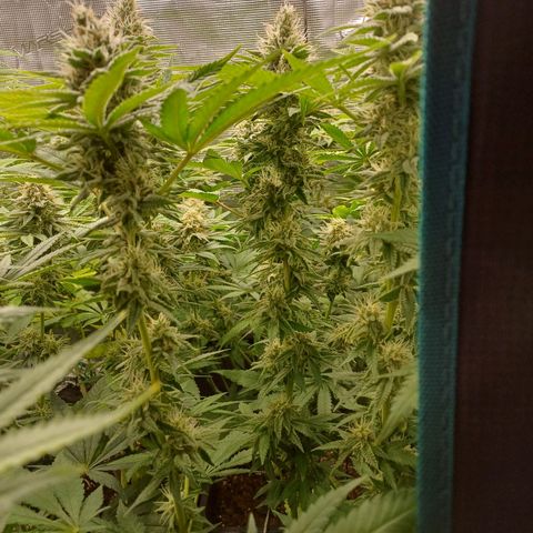 Wappa growlog timeline photo