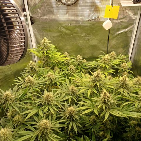 Wappa growlog timeline photo