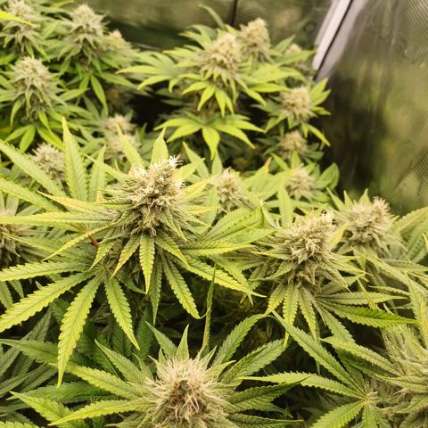 Wappa growlog timeline photo