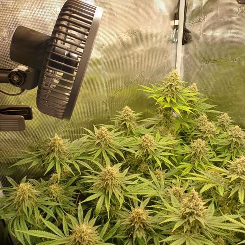 Wappa growlog timeline photo