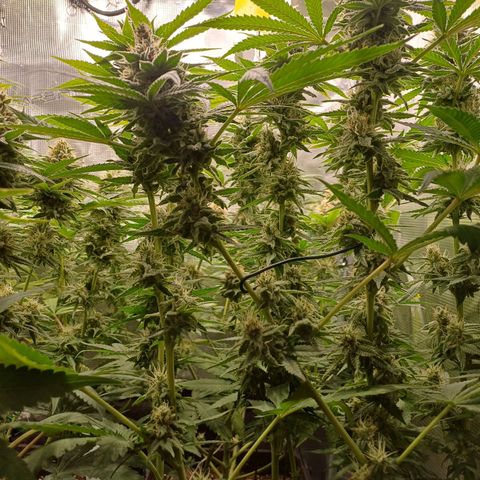 Wappa growlog timeline photo