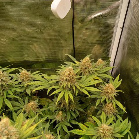 Wappa growlog timeline photo