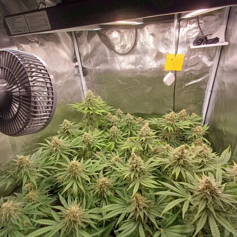 Wappa growlog timeline photo