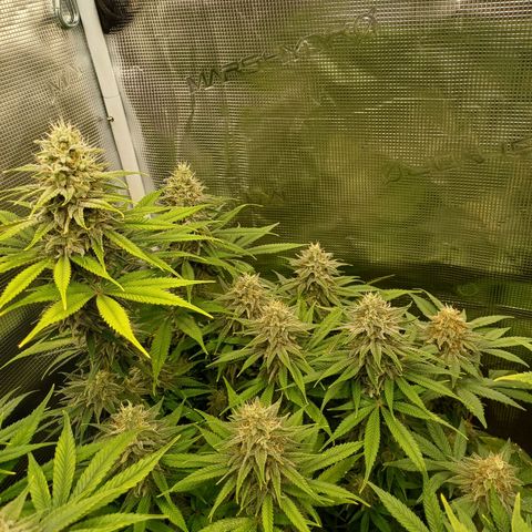 Wappa growlog timeline photo