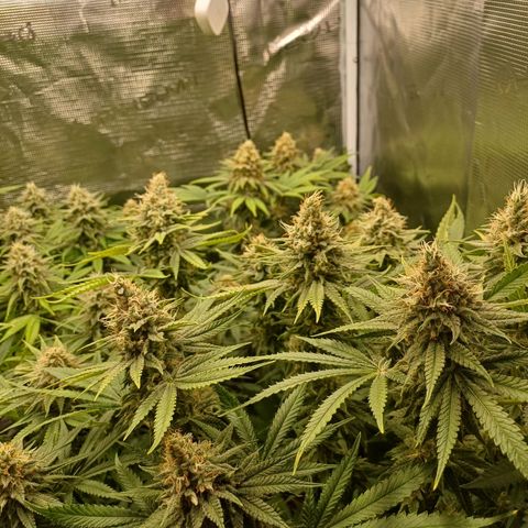 Wappa growlog timeline photo