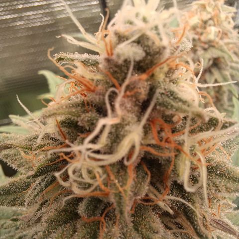 Wappa growlog timeline photo