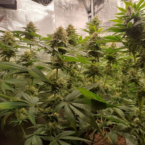 Wappa growlog timeline photo