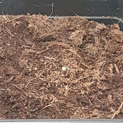 Royal gorillia  growlog timeline photo