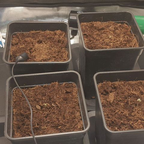 Royal gorillia  growlog timeline photo
