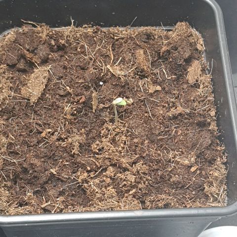 Royal gorillia  growlog timeline photo