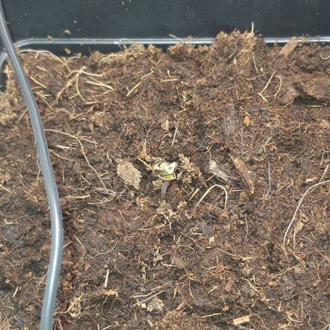Royal gorillia  growlog timeline photo