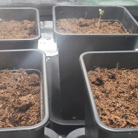 Royal gorillia  growlog timeline photo