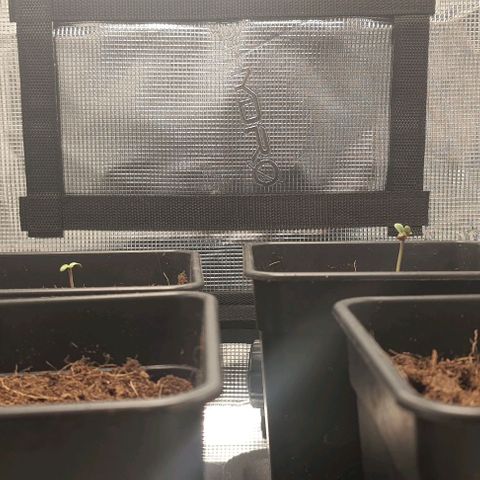 Royal gorillia  growlog timeline photo