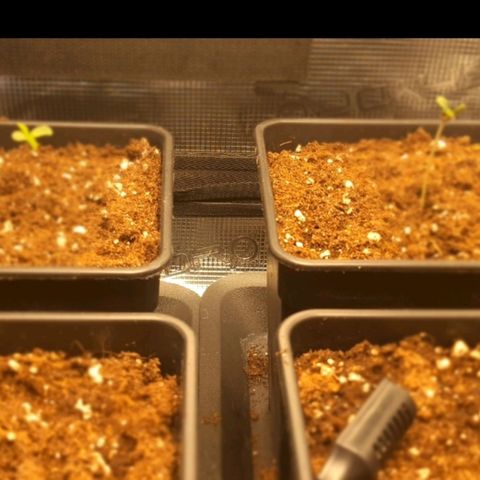 Royal gorillia  growlog timeline photo