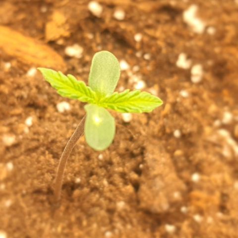 Royal gorillia  growlog timeline photo