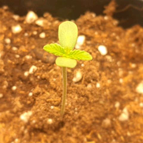 Royal gorillia  growlog timeline photo