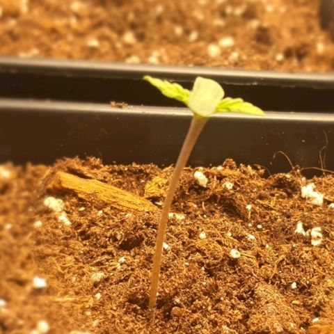 Royal gorillia  growlog timeline photo