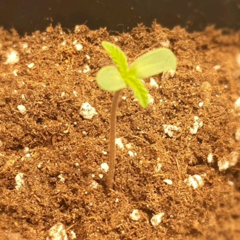 Royal gorillia  growlog timeline photo