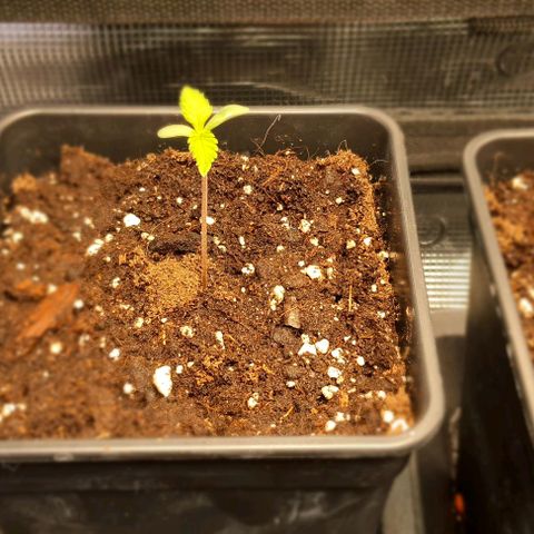 Royal gorillia  growlog timeline photo