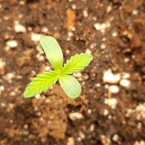 Royal gorillia  growlog timeline photo