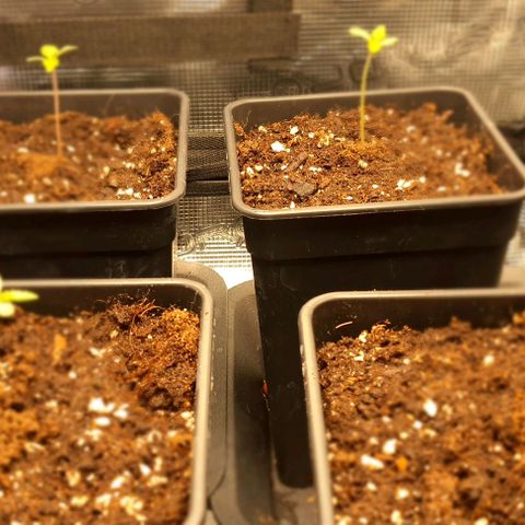 Royal gorillia  growlog timeline photo