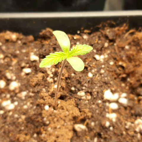 Royal gorillia  growlog timeline photo