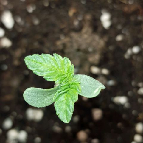 Royal gorillia  growlog timeline photo
