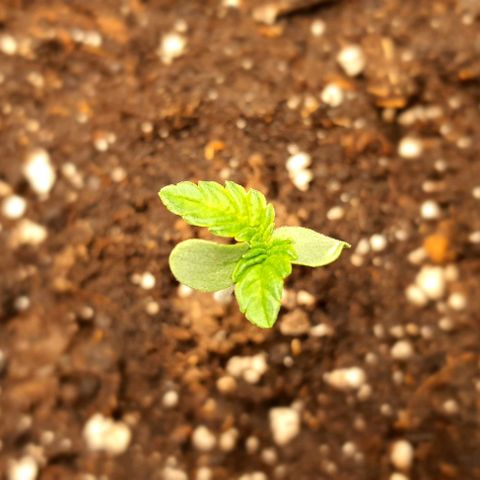 Royal gorillia  growlog timeline photo
