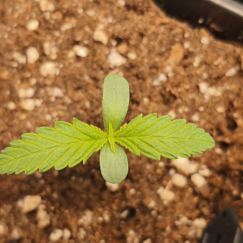 Royal gorillia  growlog timeline photo