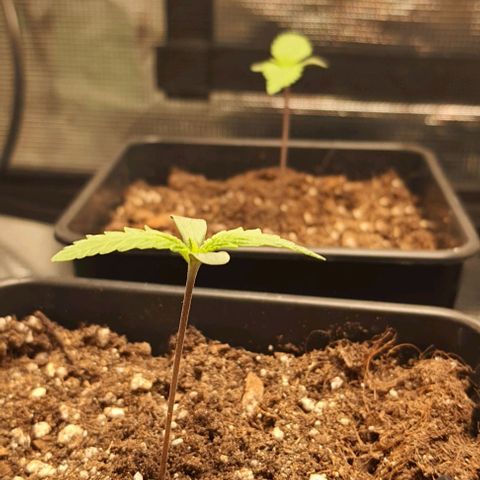 Royal gorillia  growlog timeline photo