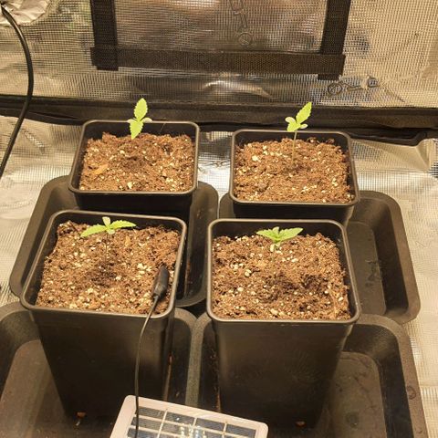 Royal gorillia  growlog timeline photo