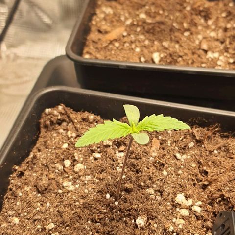 Royal gorillia  growlog timeline photo