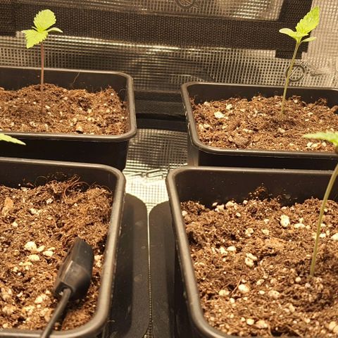 Royal gorillia  growlog timeline photo