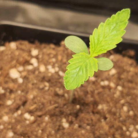 Royal gorillia  growlog timeline photo