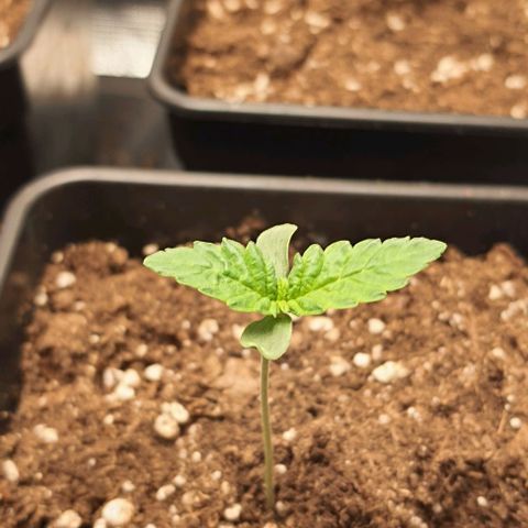 Royal gorillia  growlog timeline photo