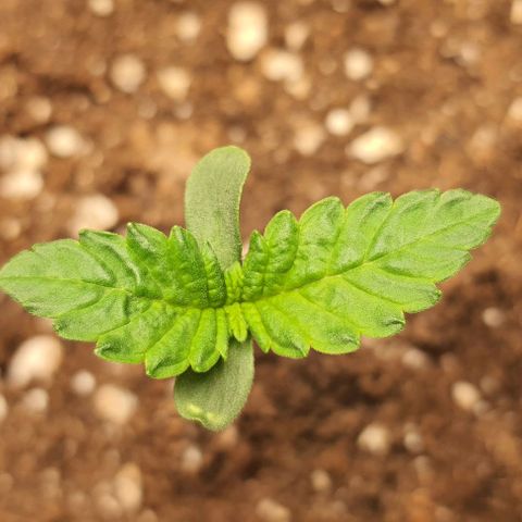 Royal gorillia  growlog timeline photo