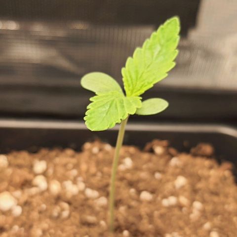 Royal gorillia  growlog timeline photo