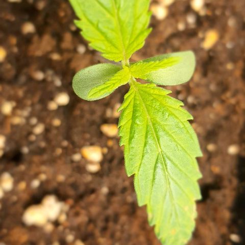 Royal gorillia  growlog timeline photo