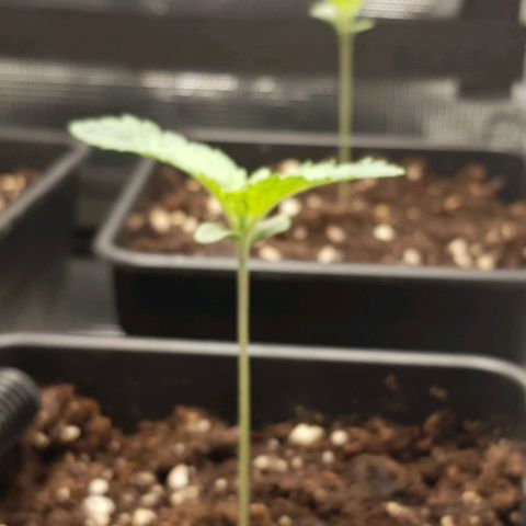 Royal gorillia  growlog timeline photo