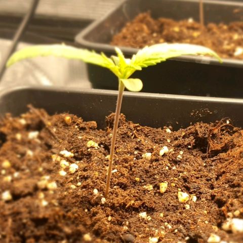 Royal gorillia  growlog timeline photo