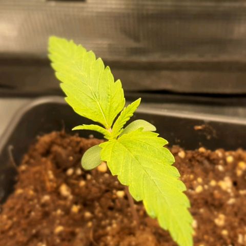 Royal gorillia  growlog timeline photo