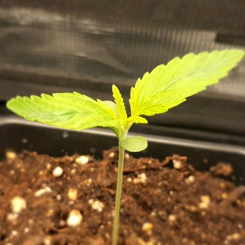 Royal gorillia  growlog timeline photo