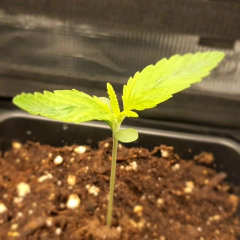 Royal gorillia  growlog timeline photo