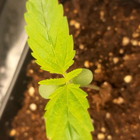 Royal gorillia  growlog timeline photo